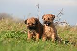 BORDER TERRIER 162